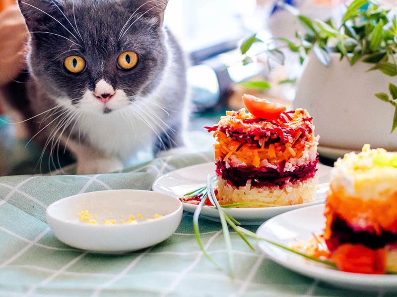Adult Pet Food for Cats Adult Pet Food for Cats